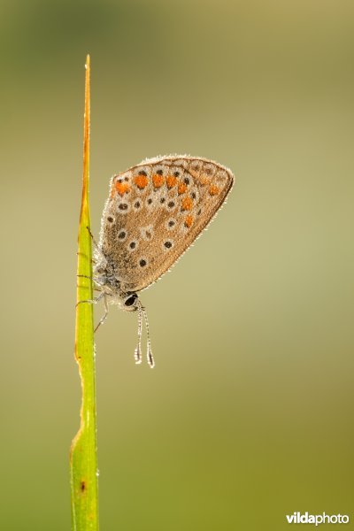 Icarusblauwtje met ochtenddauw