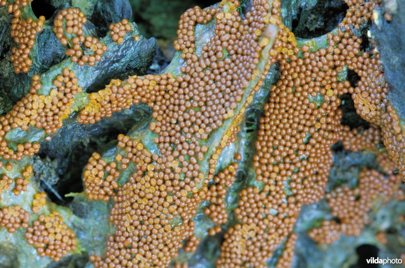 Slijmzwam, myxomyceet.