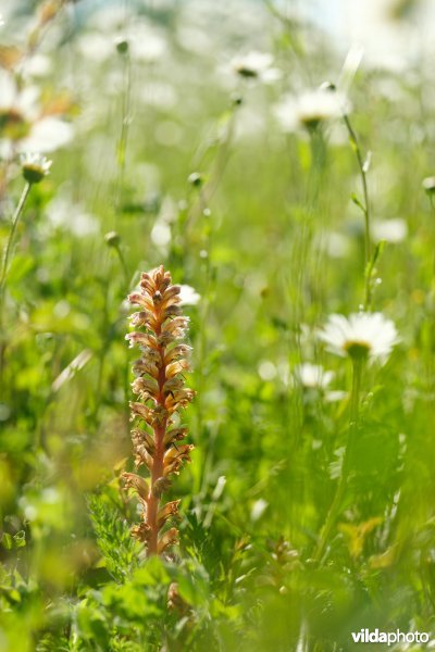 Bremraap in glanshavergrasland