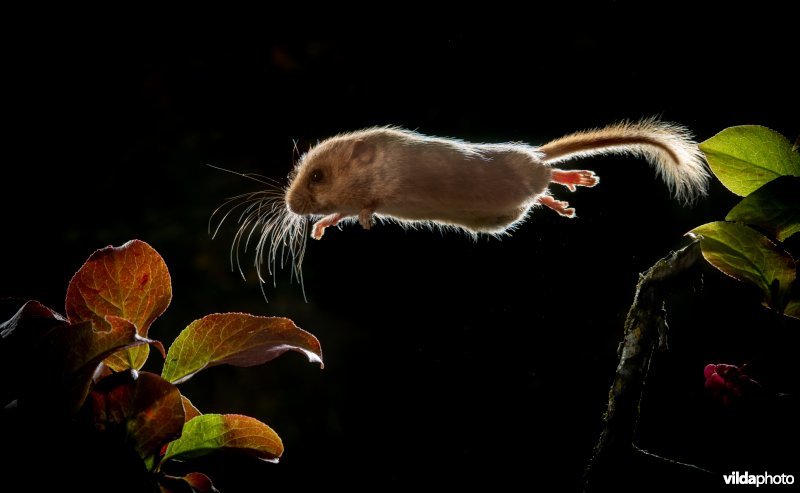 Springende Hazelmuis