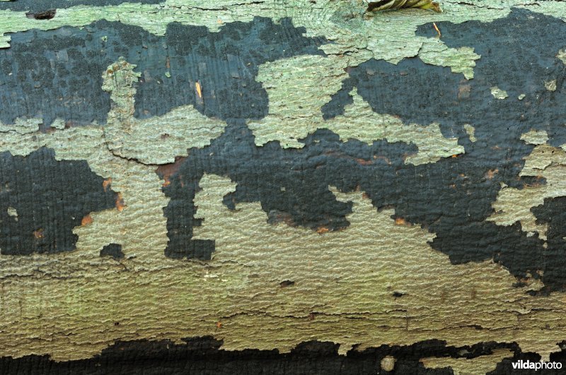 Stekelige korstkogelzwam