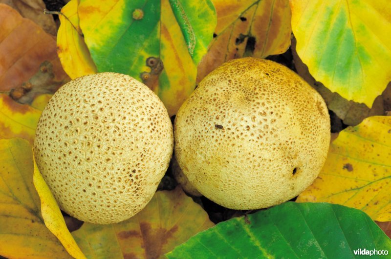 Gele aardappelbovisten