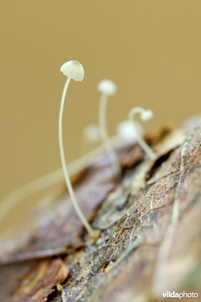 Kleine beukenbladmycena