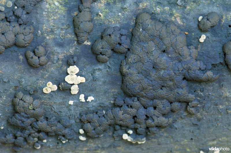 Kernzwamknopje (wit) en Kasseienkogelzwam