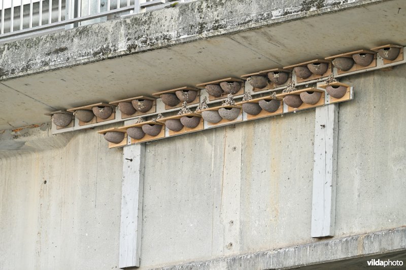 Bezette Huiszwaluw nestkasten
