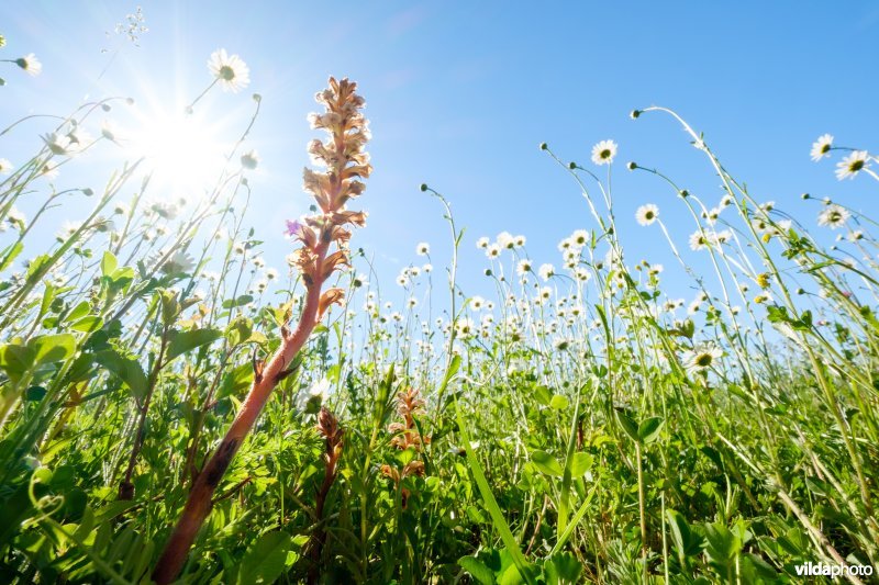 Bremraap in glanshavergrasland