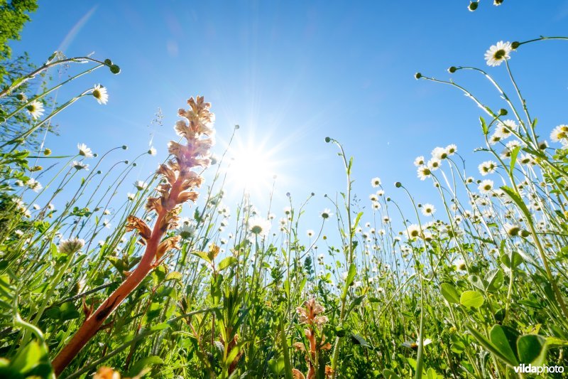 Bremraap in glanshavergrasland