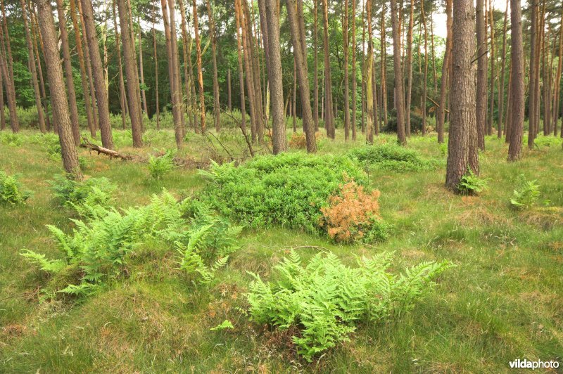 Bosreservaat Pijnven