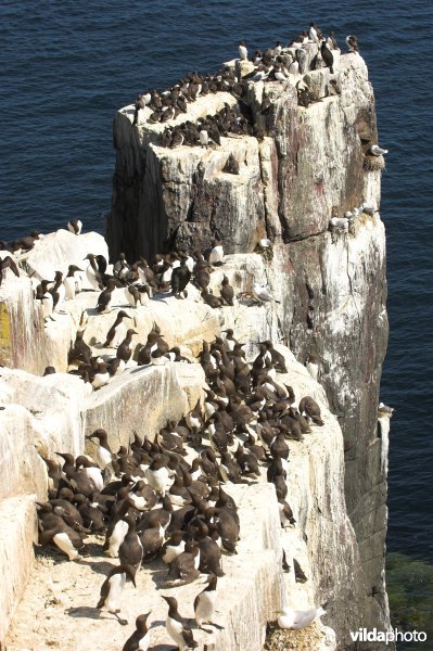 Farne Islands