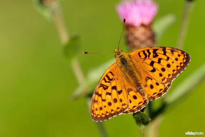 Grote parelmoervlinder