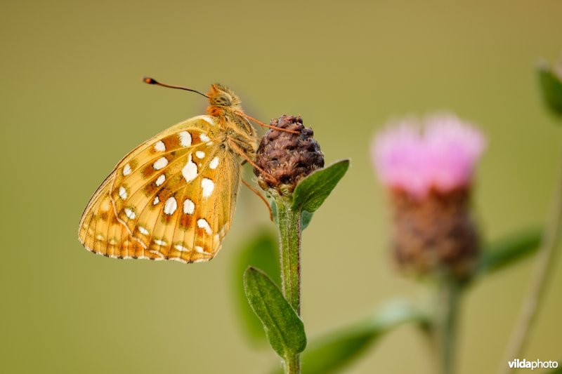 Grote parelmoervlinder