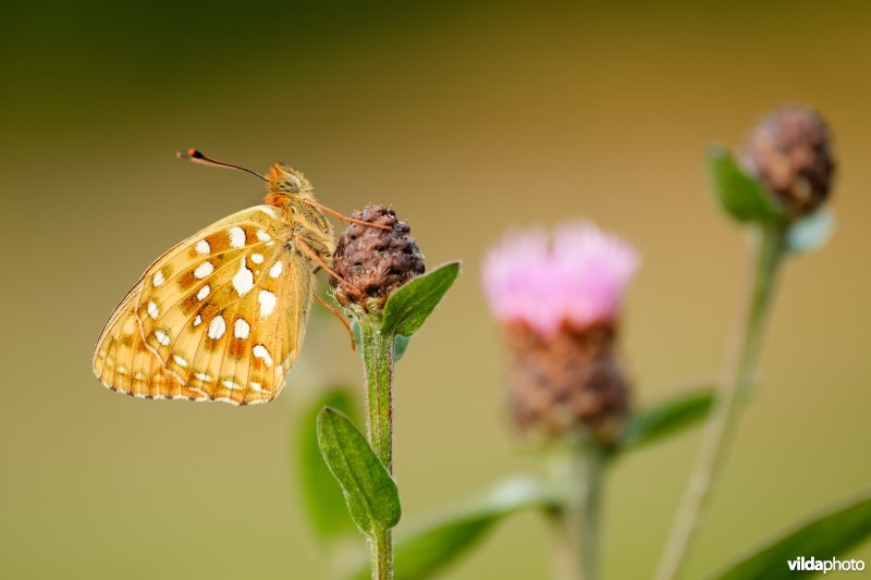 Grote parelmoervlinder