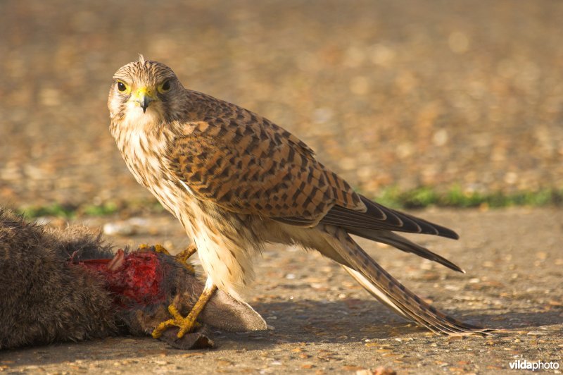 Torenvalk eet verkeerslachtoffer