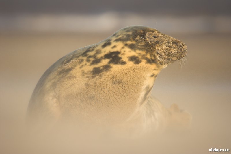 Vrouwtje Grijze zeehond