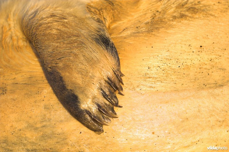 Poot Grijze zeehond