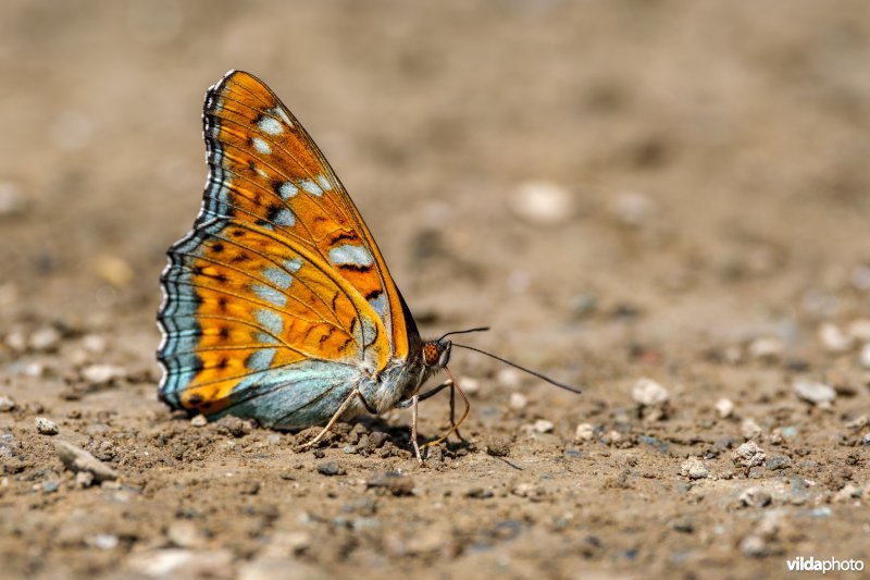 Drinkende Grote ijsvogelvlinder