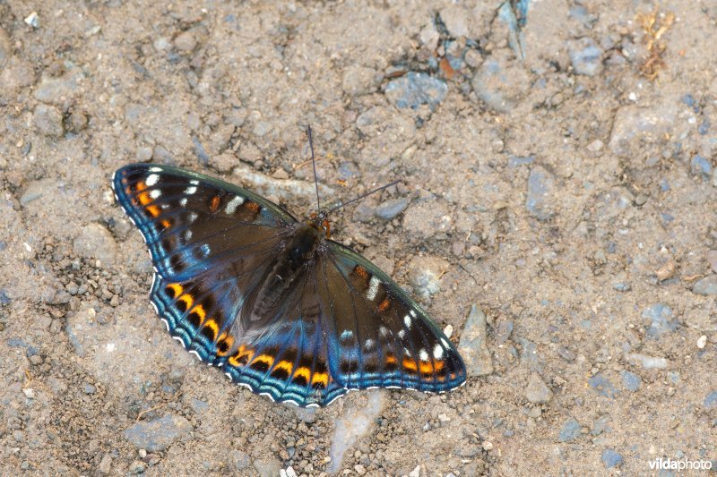 Drinkende Grote ijsvogelvlinder