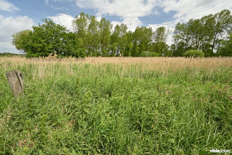 Demervallei: Kloosterbeemden