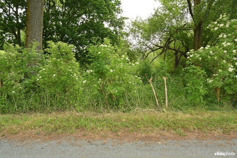 Demervallei: Molenstedebroek