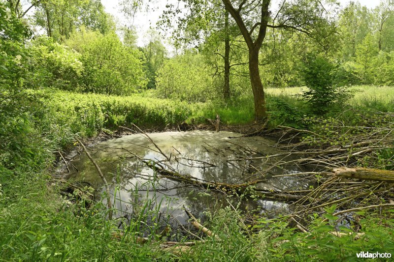 Demervallei: Molenstedebroek