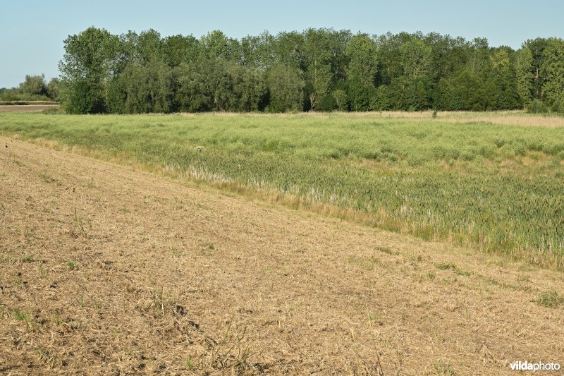 Vlassenbroekse polder (R)