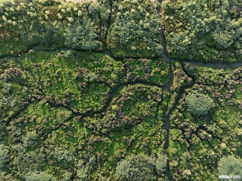 Groot Schoor in Hamme