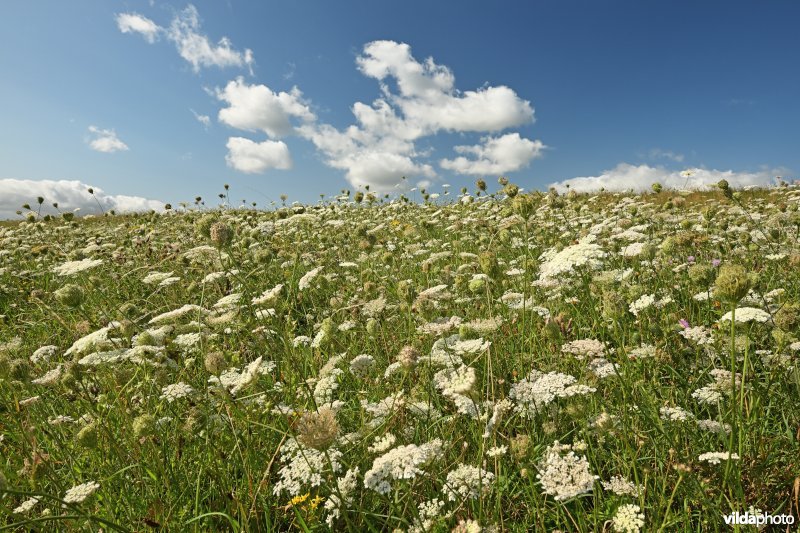 Hedwige-Prosperschor