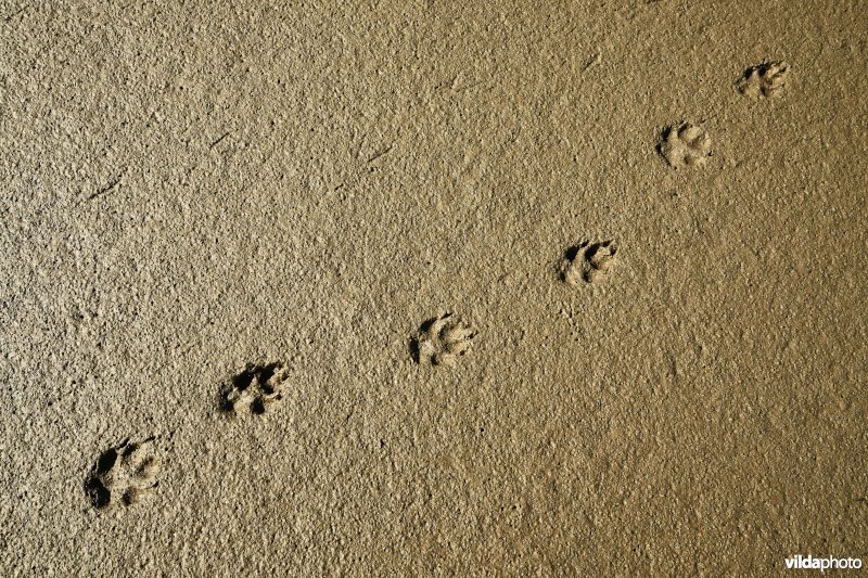 Hedwige-Prosperschor