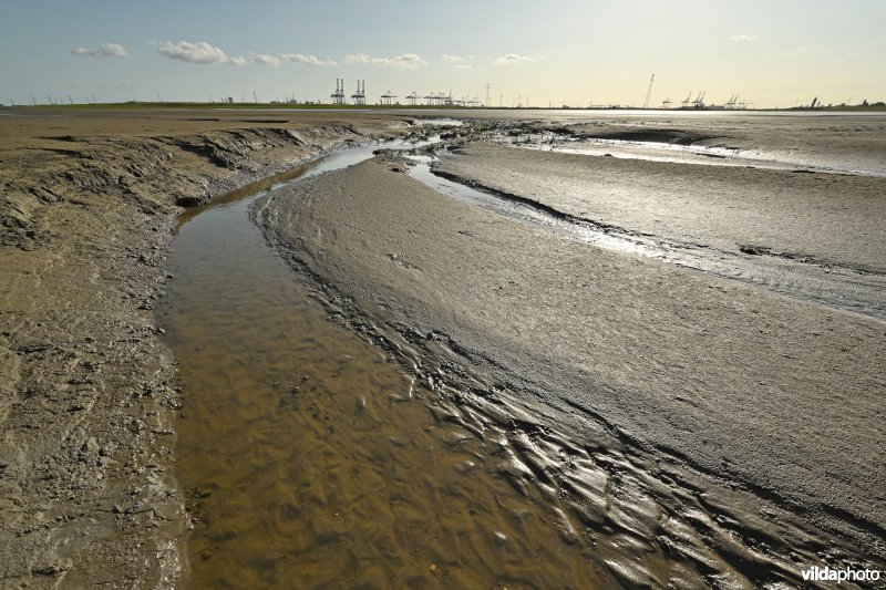 Hedwige-Prosperschor