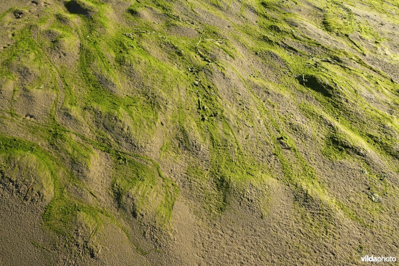 Hedwige-Prosperschor