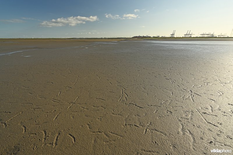 Hedwige-Prosperschor