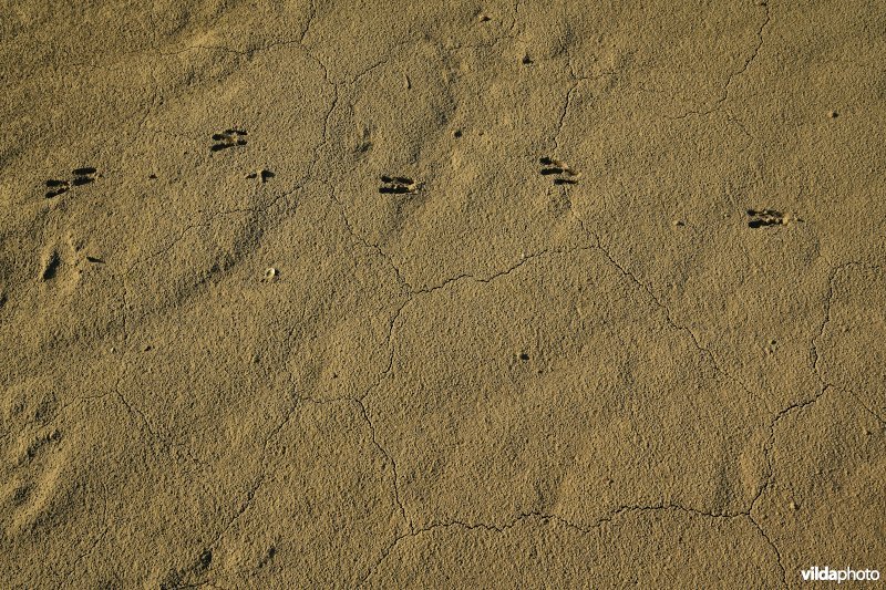 Hedwige-Prosperschor