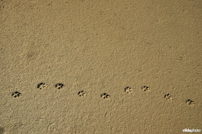 Hedwige-Prosperschor