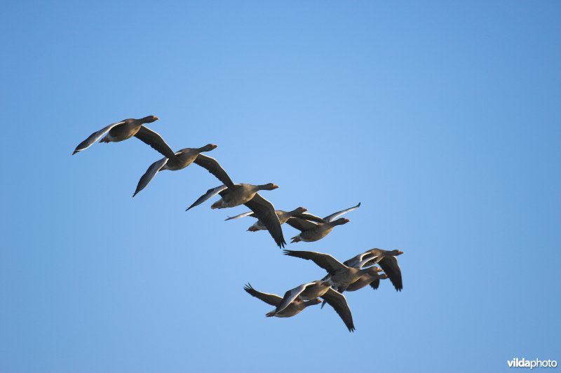 Groepje Grauwe Ganzen in vlucht