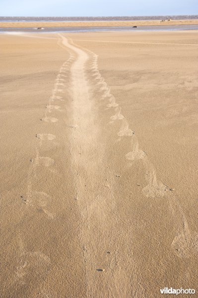 Sporen Grijze zeehond