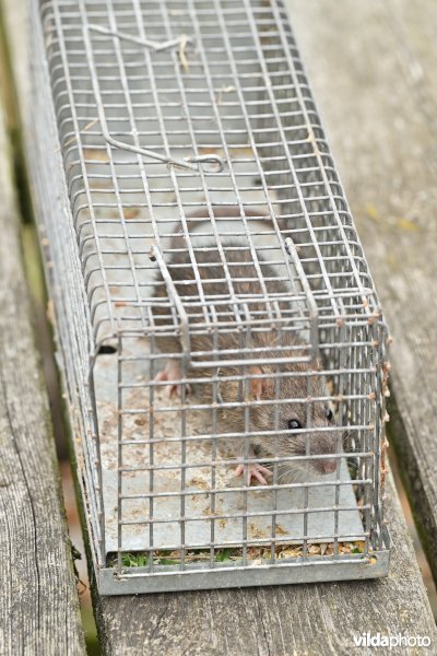 Bruine rat in val 