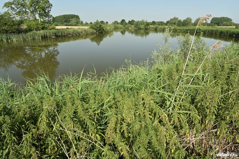 Oude Schelde in de Kalkense Meersen (R)