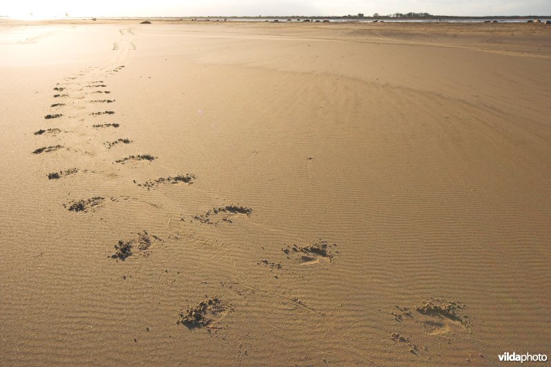 Sporen Grijze zeehond