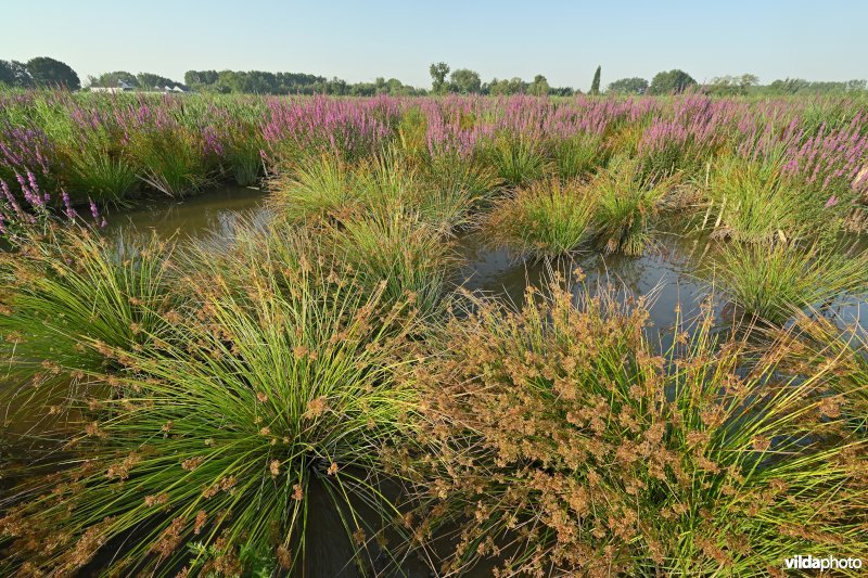 Pitrus in het Groot Broek