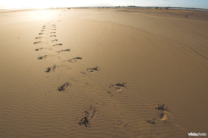 Sporen Grijze zeehond