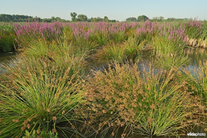 Pitrus in het Groot Broek