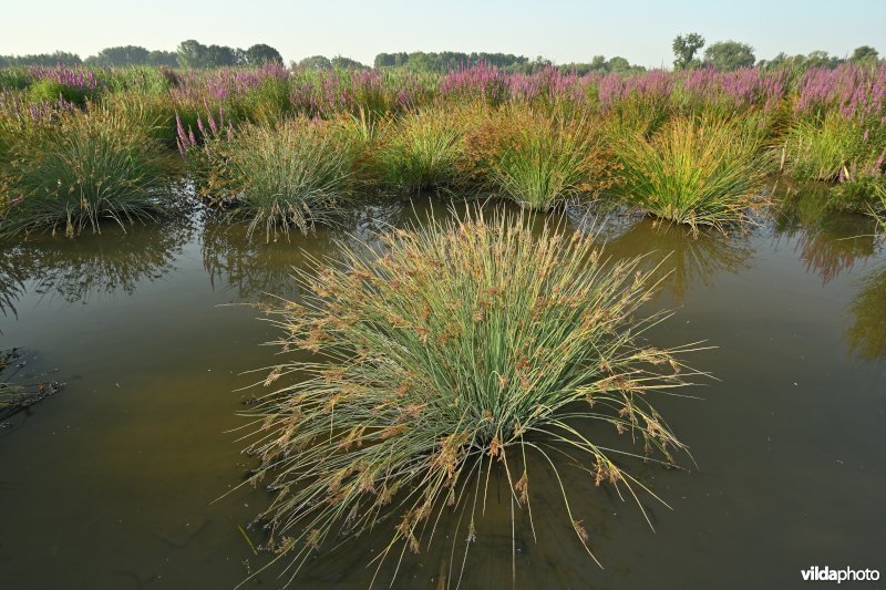 Pitrus in het Groot Broek