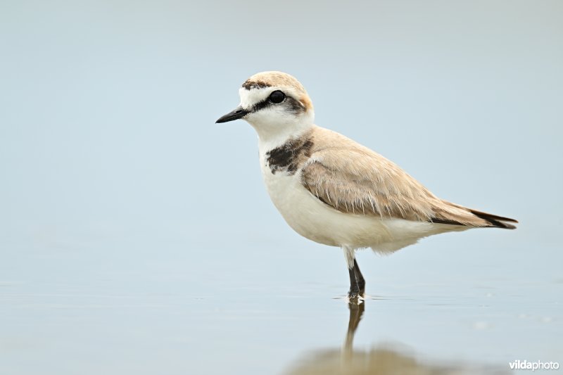 Strandplevier