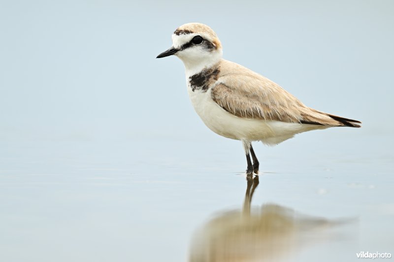 Strandplevier