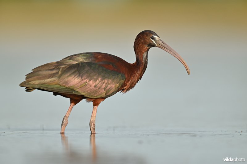 Zwarte ibis