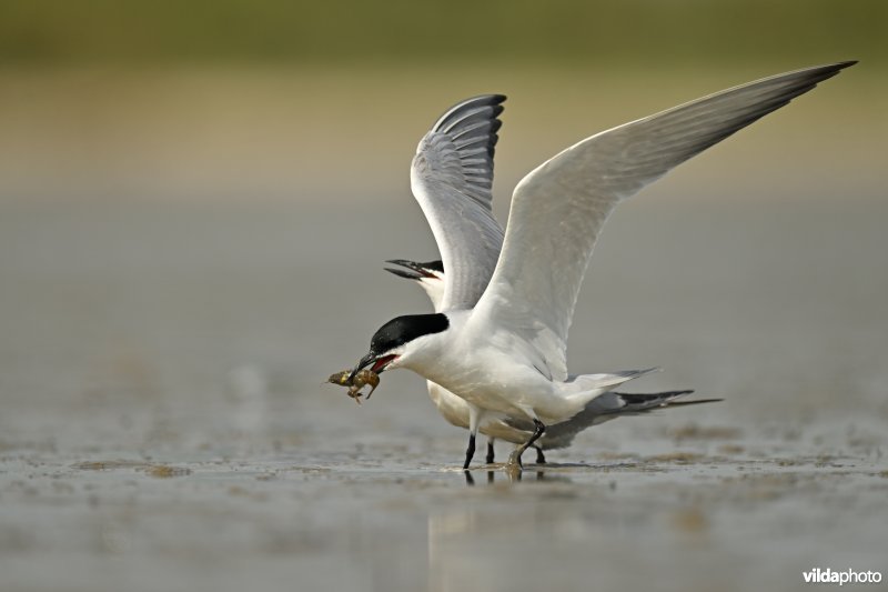 Baltsende Lachsternen