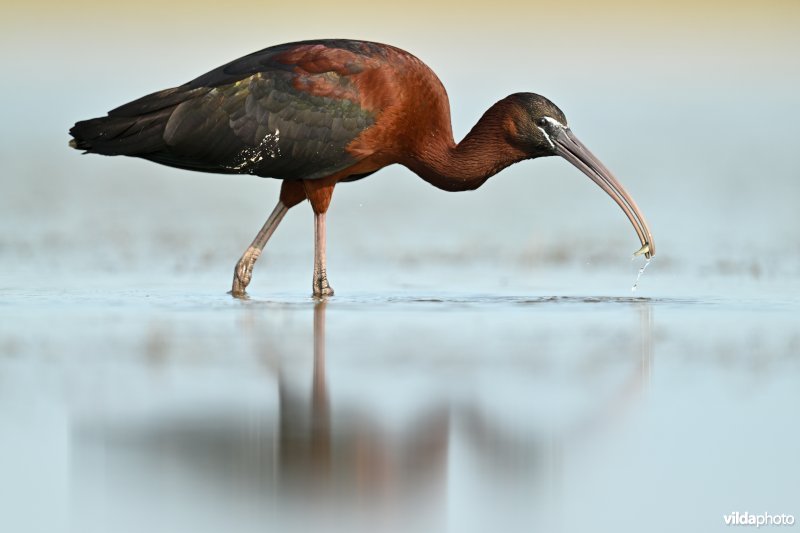 Zwarte ibis
