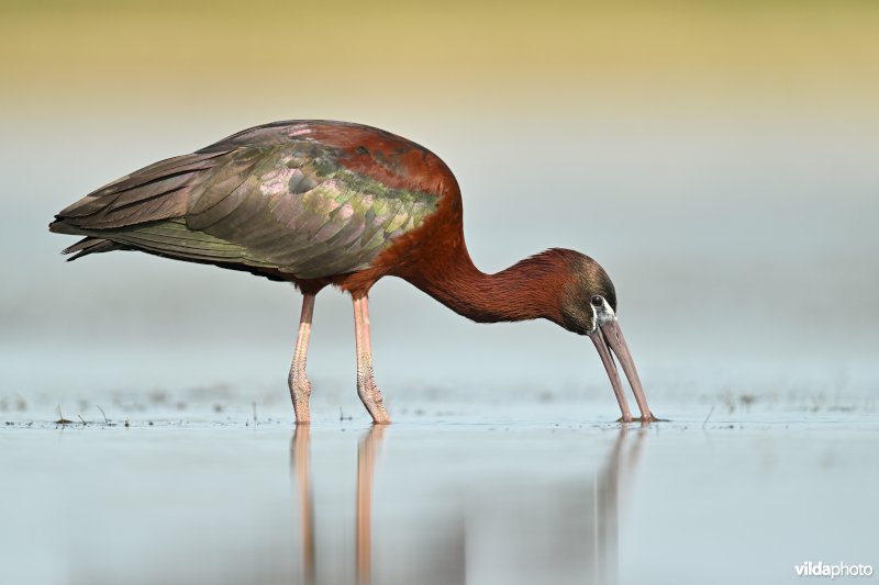 Zwarte ibis