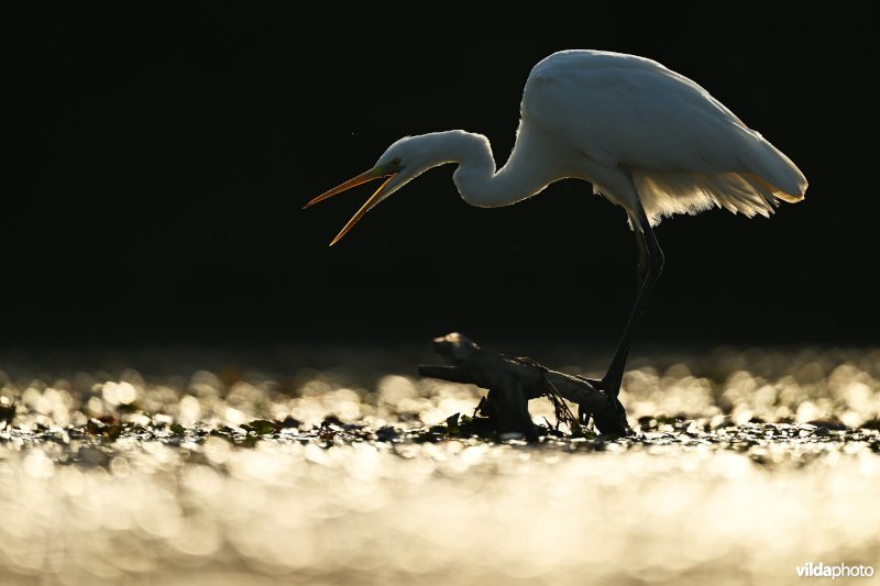Grote zilverreiger