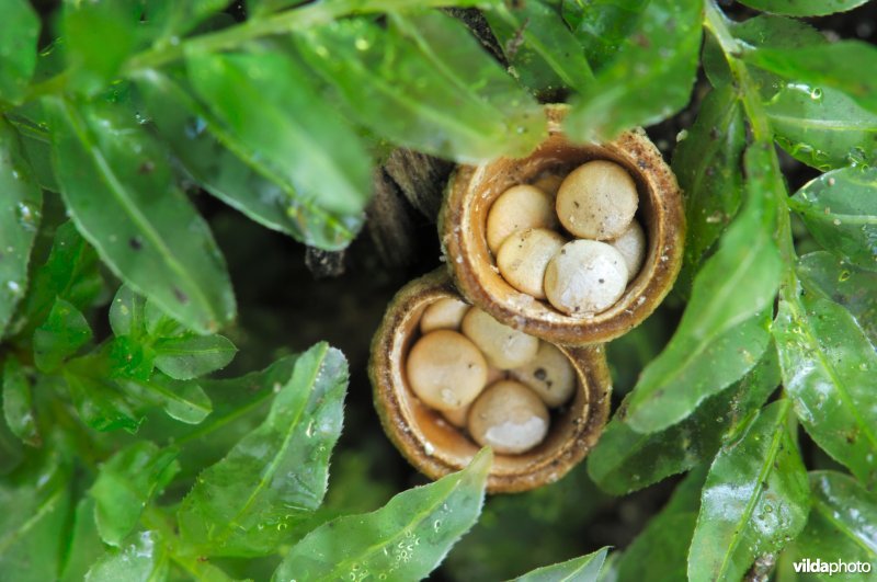 Nestzwammetje tussen gerimpeld boogsterrenmos